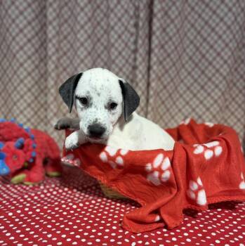 SCOOTER -  Foxhound and Australian Cattle Dog Blue Heeler Dog Available for Adoption in Opelousas, Louisiana - SCOOTER | PetCurious