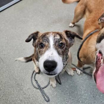 Hound Dogs Available for Adoption - Spaghetti | PetCurious