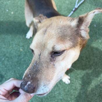 Mixed Breed Dogs Available for Adoption in Greensboro, North Carolina - Taki | PetCurious