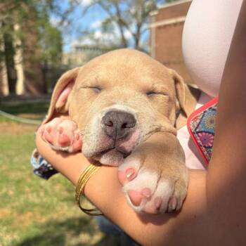 Pit Bull Terrier Dogs Available for Adoption - Clank | PetCurious