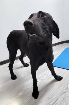 Rescue Black Labrador Retriever and Mixed Breed Dogs for Adoption in Bedford, Indiana - Esther | PetCurious