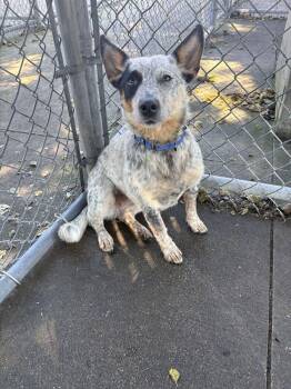 Emma -  Australian Cattle Dog Blue Heeler and Cattle Dog Dog for Adoption in Bowling Green, Ohio - Emma | PetCurious