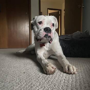 Boxer Dogs Available for Adoption - Mia | PetCurious