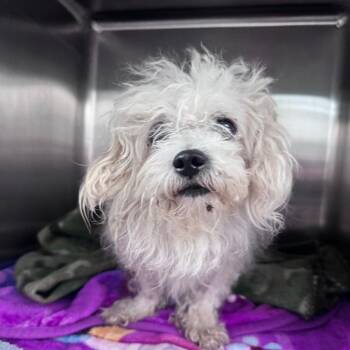 Nimbus -  Maltese and Mixed Breed Dog for Adoption in Matteson, Illinois - Nimbus | PetCurious