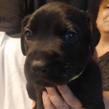 American Bulldog Dogs Available for Adoption in Niagara Falls, Ontario - Stapleton (20260422-05) | PetCurious