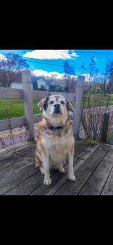 Husky Dogs Available for Adoption in Greensburg, Pennsylvania - Lakia | PetCurious