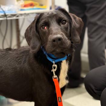 Sunny -  Mixed Breed Dog for Adoption in Philadelphia, Pennsylvania - Sunny | PetCurious