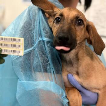 Flying Fox Bat -  Mixed Breed Dog for Adoption in Charleston, West Virginia - Flying Fox Bat | PetCurious