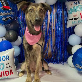 Gracie -  Shepherd Dog for Adoption in Harlingen, Texas - Gracie | PetCurious