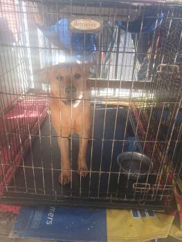 Rescue Labrador Retriever Dogs for Adoption in De Berry, Texas - Brownie | PetCurious