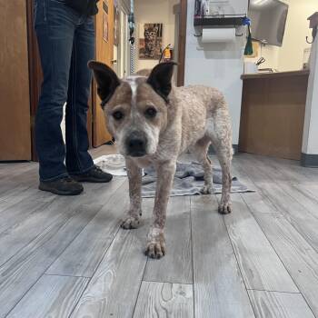 Australian Cattle Dog Blue Heeler Dogs Available for Adoption - Emma | PetCurious