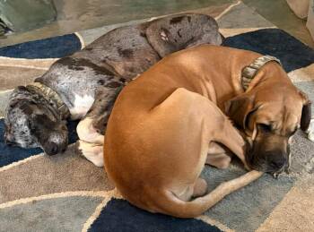 Great Dane Dogs Available for Adoption in Bullard, Texas - Toby & Duke - Bonded Pair | PetCurious