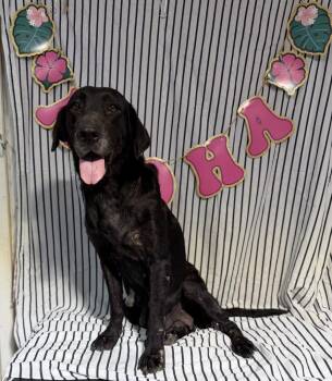 RUTH (CAME IN WITH FOUR PUPS) -  Labrador Retriever and Flat Coated Retriever Dog for Adoption in Opelousas, Louisiana - RUTH (CAME IN WITH FOUR PUPS) | PetCurious
