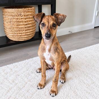 Bloom -  Doberman Pinscher Dog for Adoption in Fort Worth, Texas - Bloom | PetCurious