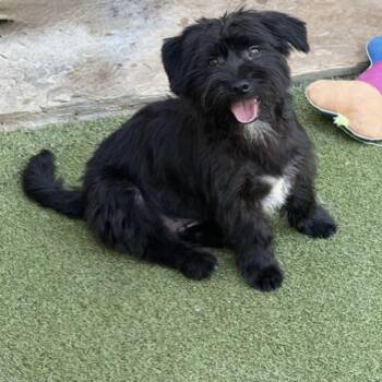 Poodle Dogs Available for Adoption in Houston, Texas - Simon | PetCurious