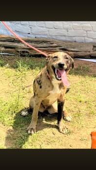 Catahoula Leopard Dog Dogs Available for Adoption - Razzle | PetCurious