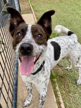 Rescue Cattle Dog and Terrier Dogs for Adoption in Chico, California - Toby Teeth | PetCurious