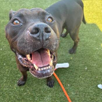 Franklin -  Pit Bull Terrier Dog for Adoption in Philadelphia, Pennsylvania - Franklin | PetCurious