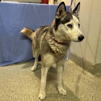 IVHS-Stray-143895 -  Husky Dog for Adoption in San Gabriel, California - IVHS-Stray-143895 | PetCurious