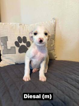 Diesal -  Boxer and Terrier Dog for Adoption in Salamanca, New York - Diesal | PetCurious