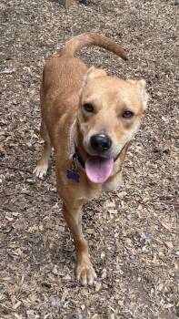 Hound Dogs Available for Adoption in Charlotte, North Carolina - Chaser | PetCurious