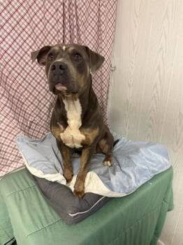 Rescue Staffordshire Bull Terrier and American Bully Dogs for Adoption in Opelousas, Louisiana - Royce | PetCurious