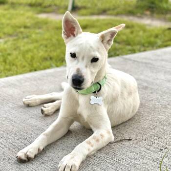 Labrador Retriever and Shepherd Dogs Available for Adoption in Houston, Texas - Belize | PetCurious