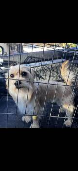 Cookie -  Havanese and Yorkshire Terrier Dog for Adoption in Cottonwood, California - Cookie | PetCurious