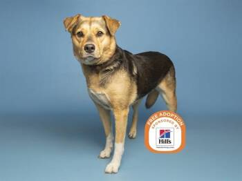 PIGEON -  German Shepherd Dog and Mixed Breed Dog for Adoption in Phoenix, Arizona - PIGEON | PetCurious