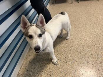 Siberian Husky and Cardigan Welsh Corgi Dogs Available for Adoption in Doral, Florida - TOBY | PetCurious