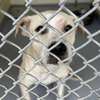 Sugar -  Pit Bull Terrier Dog for Adoption in Lufkin, Texas - Sugar | PetCurious