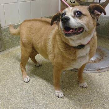 Diogee -  Beagle and Chihuahua Dog for Adoption in San Gabriel, California - Diogee | PetCurious