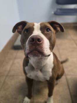 Rescue Terrier and Mixed Breed Dogs for Adoption in Gainesville, Florida - Lukianna | PetCurious