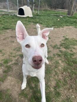 Pit Bull Terrier Dogs Available for Adoption in Altoona, Pennsylvania - Jasmine | PetCurious