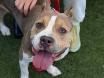 Crissy -  Mixed Breed Dog for Adoption - Crissy | PetCurious