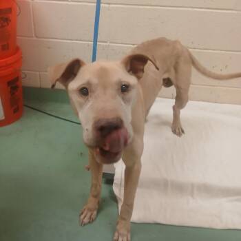 Mixed Breed Dogs Available for Adoption in Memphis, Tennessee - Oryan | PetCurious