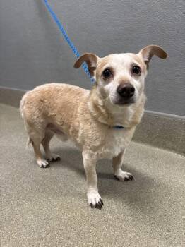 Chihuahua and Mixed Breed Dogs Available for Adoption in Las Vegas, Nevada - PETE | PetCurious