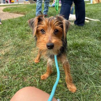 Harry -  Yorkshire Terrier Dog for Adoption - Harry | PetCurious