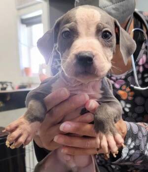 Cappuccino -  Mixed Breed Dog for Adoption in West Chester, Pennsylvania - Cappuccino | PetCurious