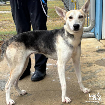 Rescue Australian Shepherd and Husky Dogs for Adoption in Washington, District Of Columbia - Celena | PetCurious