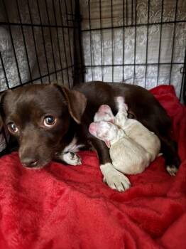 Chihuahua and Dachshund Dogs Available for Adoption in Los Angeles, California - Maddie | PetCurious