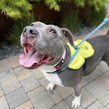 Hattie -  Mixed Breed and Pit Bull Terrier Dog for Adoption in Salt Lake City, Utah - Hattie | PetCurious