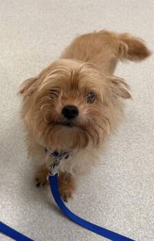 Shih Tzu and Chihuahua Dogs Available for Adoption in Boston, Massachusetts - COCO | PetCurious