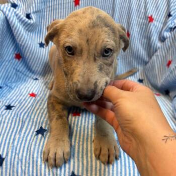 Piper 8351 -  Australian Cattle Dog Blue Heeler and Mixed Breed Dog for Adoption in Kittanning, Pennsylvania - Piper 8351 | PetCurious