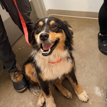 Daisy -  Australian Shepherd Dog for Adoption in Tulsa, Oklahoma - Daisy | PetCurious