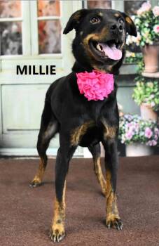 Doberman Pinscher and Shepherd Dogs Available for Adoption in Gilbert, Arizona - Millie | PetCurious