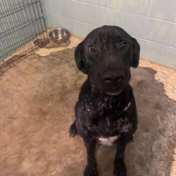 River 6674 -  Labrador Retriever and Great Dane Dog for Adoption in Loxahatchee Groves, Florida - River 6674 | PetCurious