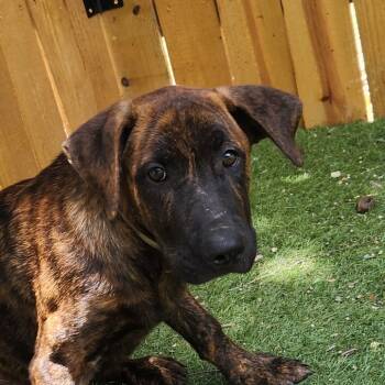 Rescue German Shepherd Dog and Pit Bull Terrier Dogs for Adoption in Austin, Texas - Grey LiW | PetCurious