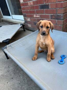 Beagle and Dachshund Dogs Available for Adoption in Aurora, Indiana - Mocking Bird : Radley | PetCurious