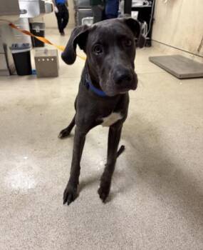 BLING -  Great Dane Dog for Adoption in Riverside, California - BLING | PetCurious